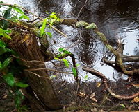 Mogo Bushwalk - QLD Tourism