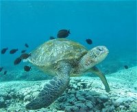 Flinders Reef Dive Site - Broome Tourism