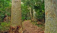 Depot Beach Rainforest walk - Accommodation Brisbane