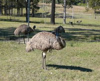 Glen Ian Ostrich and Emu Farm - Accommodation Tasmania