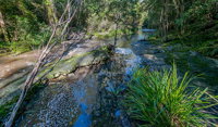 Dawson River walking track - Attractions Brisbane