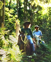 Clarendon Forest Retreat Horse Riding - Accommodation Brisbane