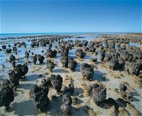 Hamelin Pool Stromatolites - Attractions