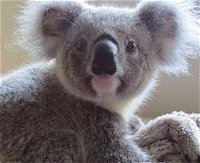 Koala Care Centre in Lismore - Port Augusta Accommodation