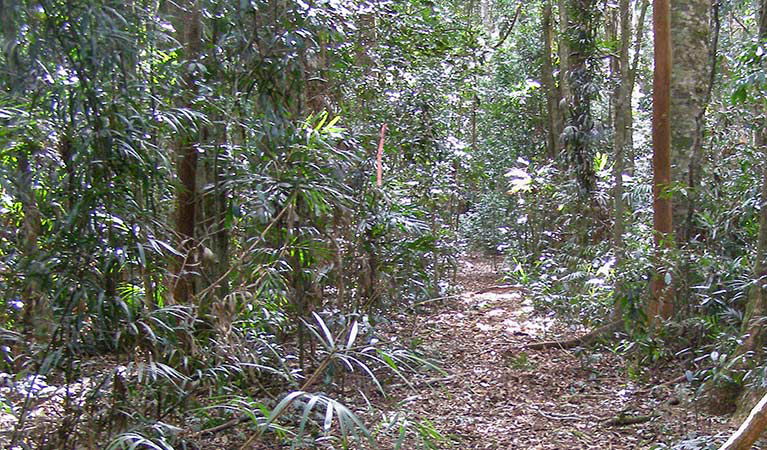 Whian Whian NSW Accommodation Mount Tamborine