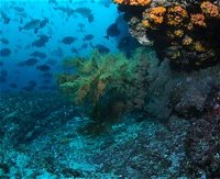 Henderson Rock Dive Site - Broome Tourism