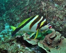 Palm Beach Reef Dive Site Gold Coast Mc