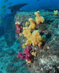 Shag Rock Dive Site - Broome Tourism
