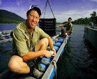 Armstrong Oysters - Accommodation Daintree