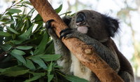 Macquarie Nature Reserve - QLD Tourism