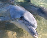 Dolphins of Monkey Mia - Accommodation Cooktown