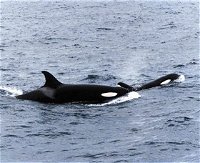 Killer Whale Trail - Find Attractions