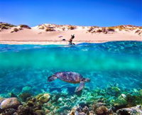Snorkel the Ningaloo Reef - WA Accommodation