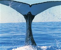 Humpback Whales - Accommodation Tasmania
