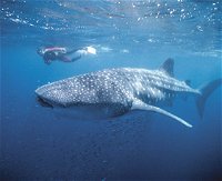 Swim with the Whale Sharks - Maitland Accommodation