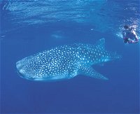 Ningaloo Reef - Accommodation Cooktown