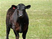 Denham Farm Beef and Lamb - Accommodation Rockhampton