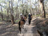 Silver Brumby Trails - Attractions Melbourne