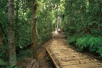 Lake Barrine Circuit Track Crater Lakes National Park - Accommodation Daintree