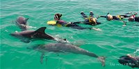 Rockingham Wild Encounters - Swim with Wild Dolphins - Accommodation in Bendigo