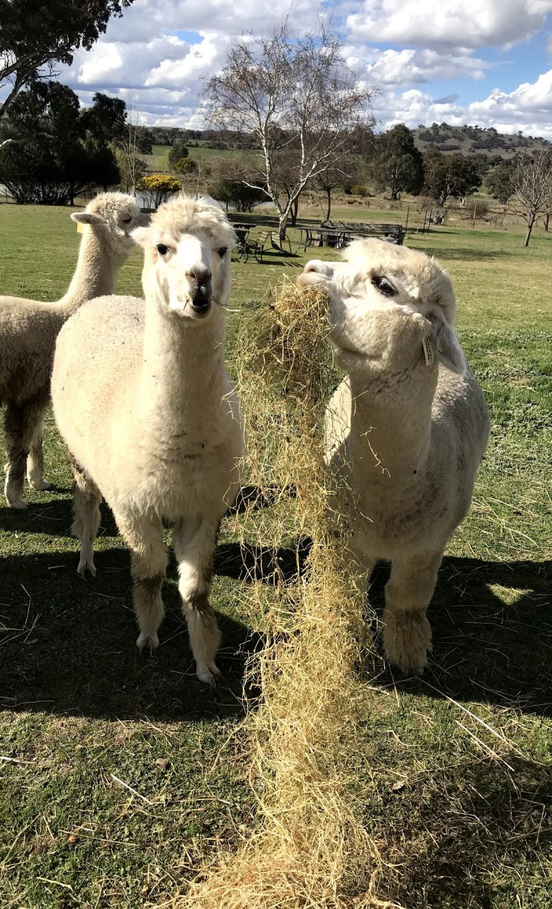 Clearview Alpacas - Accommodation Newcastle