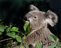 Koala Transfers - SA Accommodation