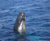 Jervis Bay Whales - Yamba Accommodation
