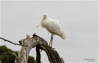 Melbourne Birding Tours - Accommodation Redcliffe
