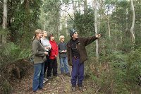 Great Western Tiers Forest Walks Tasmania - Accommodation ACT