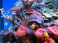 Tropical Marine Centre - Accommodation Redcliffe