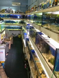 Clearwater Aquariums - Accommodation Cooktown