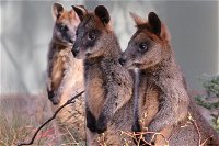 Canberra Wildlife Encounters at Tidbinbilla Nature Reserve - Accommodation Broken Hill