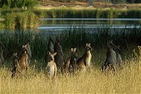 Canberra - The National Capital  Full Day Private Tour  Departs from Sydney - eAccommodation