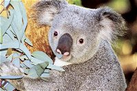 Perth Zoo General Entry Ticket and Sightseeing Cruise - ACT Tourism