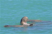 Snubfin Dolphin Eco Cruise from Broome - Gold Coast Attractions