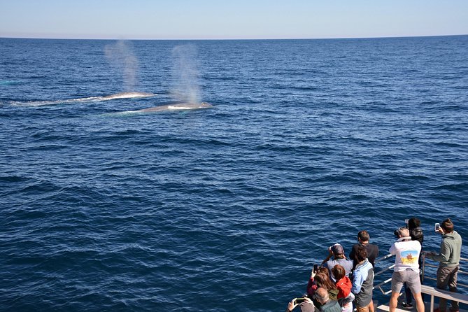 Blue Whale Perth Canyon Expedition Fremantle