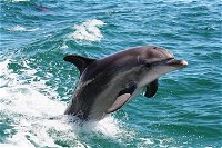 Half-Day Mandurah Canals  Dolphin Watch Tour - Accommodation Batemans Bay