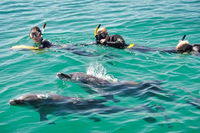 Swim with Dolphins Day Trip from Perth - Newcastle Accommodation