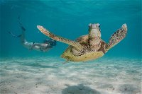 Turtle Eco Adventure Tour in Exmouth - Accommodation BNB