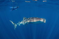 Private Whale Shark or Humpback Whale Swimming Tour - eAccommodation