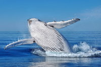 Whale Watching Dunsborough - Attractions Perth
