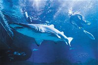Snorkel with Sharks at AQWA - Redcliffe Tourism