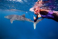 Swim with Whale Sharks- the largest fish in the world - Accommodation ACT