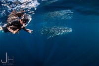 Deluxe WhaleShark Swim Tour on the Ningaloo Reef from Exmouth - Great Ocean Road Tourism