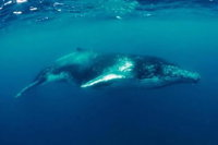 Humpback Whale Swim Tour - Accommodation NSW