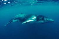 Humpback Whale Swim Tour - Attractions Brisbane