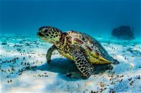 Turtle and Reef Adventure - Accommodation Brisbane