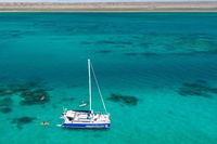 Whale Shark Swim by Catamaran in Shoulder Season - Tourism Caloundra