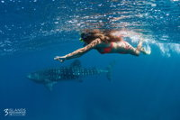 Swim with Whale Sharks - Ningaloo Reef - 3 Islands Whale Shark Dive - Attractions Brisbane
