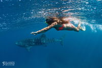 Swim with Whale Sharks - Ningaloo Reef - 3 Islands Whale Shark Dive - eAccommodation